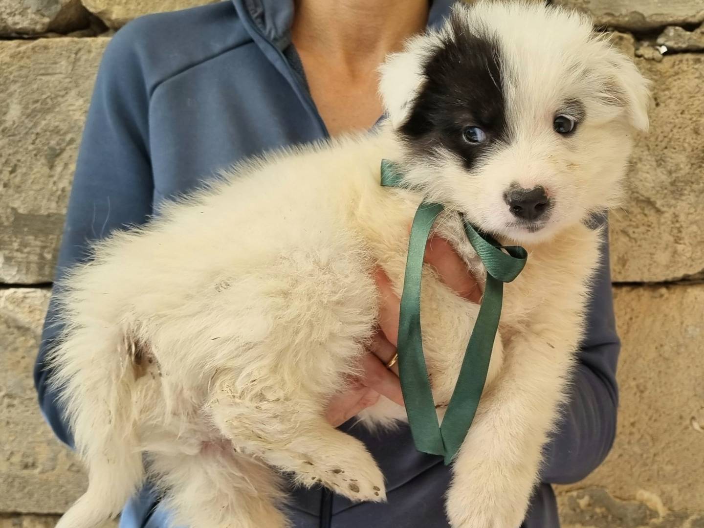 Adotta il cane Friscello a Taranto