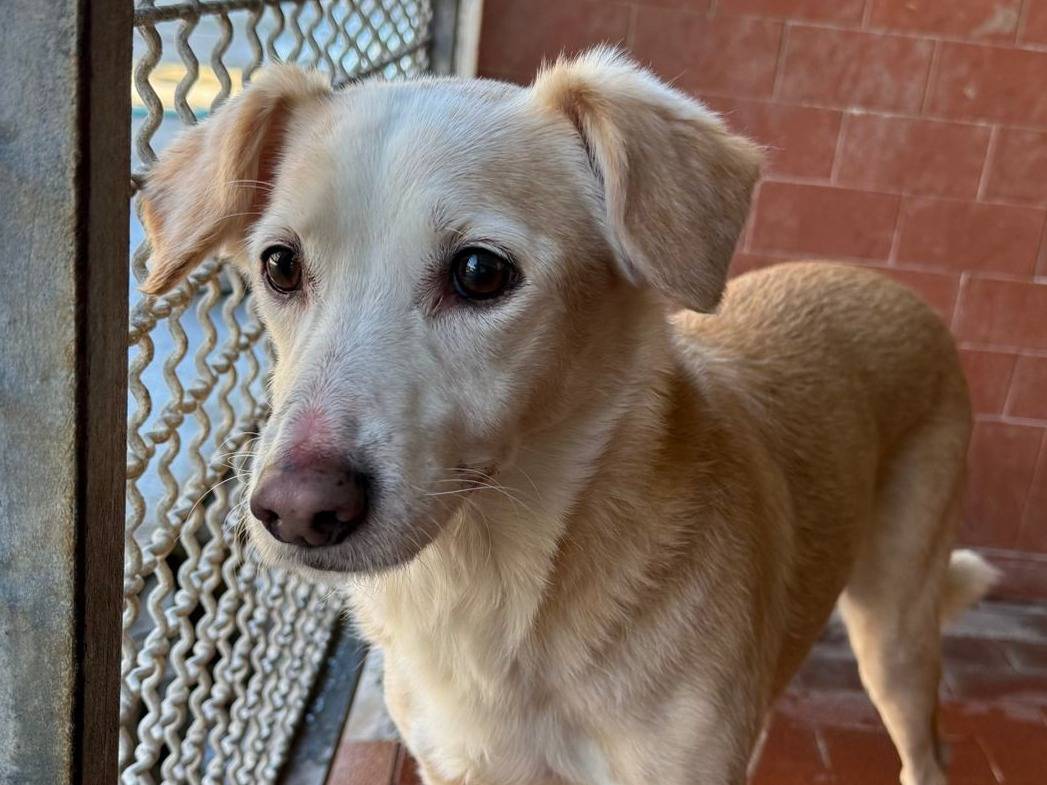 Adozione cane, femmina, Razza sconosciuta Razza sconosciuta, 12 anni e 11 mesi, taglia piccola, Milano