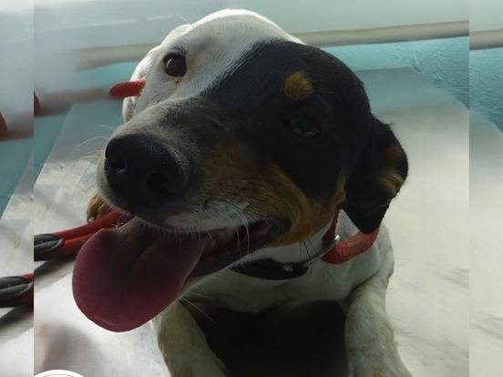 Adozione cane, maschio, Razza sconosciuta Razza sconosciuta, 2 anni, taglia piccola, Milano