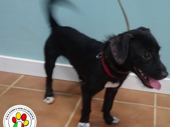 Adozione cane, maschio, Razza sconosciuta Razza sconosciuta, 1 anno e 2 mesi, taglia piccola, Milano