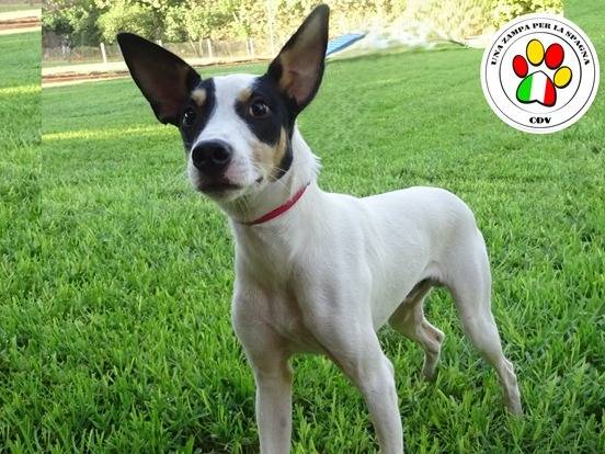 Adozione cane, maschio, Razza sconosciuta Razza sconosciuta, 2 anni e 1 mese, taglia piccola, Milano