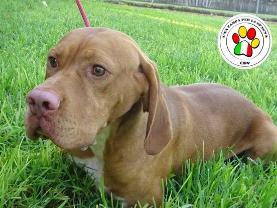 Adozione cane, maschio, Bracco Razza sconosciuta, 2 anni e 1 mese, taglia media, Milano