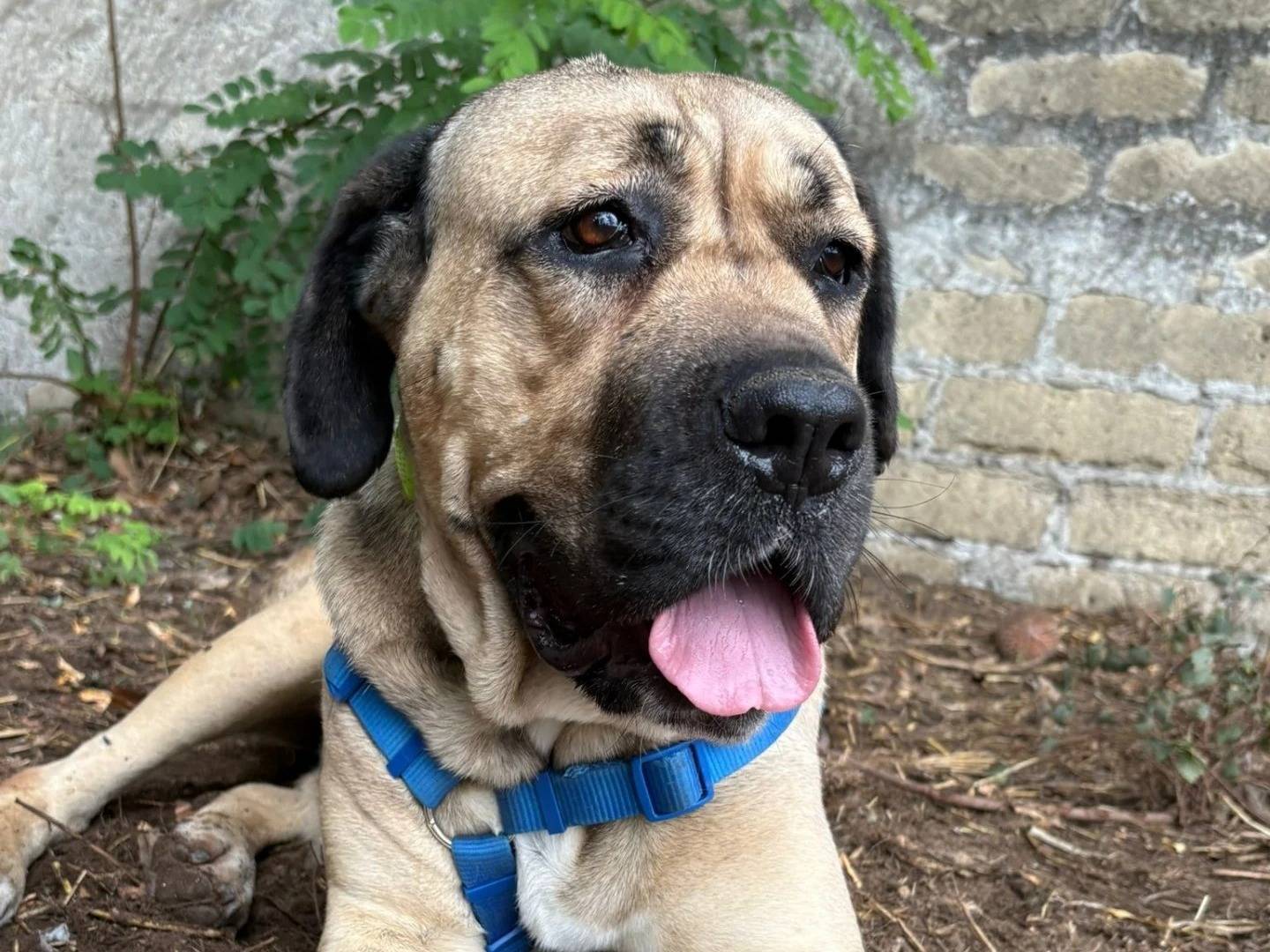 Adozione cane, femmina, Bullmastiff Razza sconosciuta, 3 anni e 7 mesi, taglia grande, Caserta