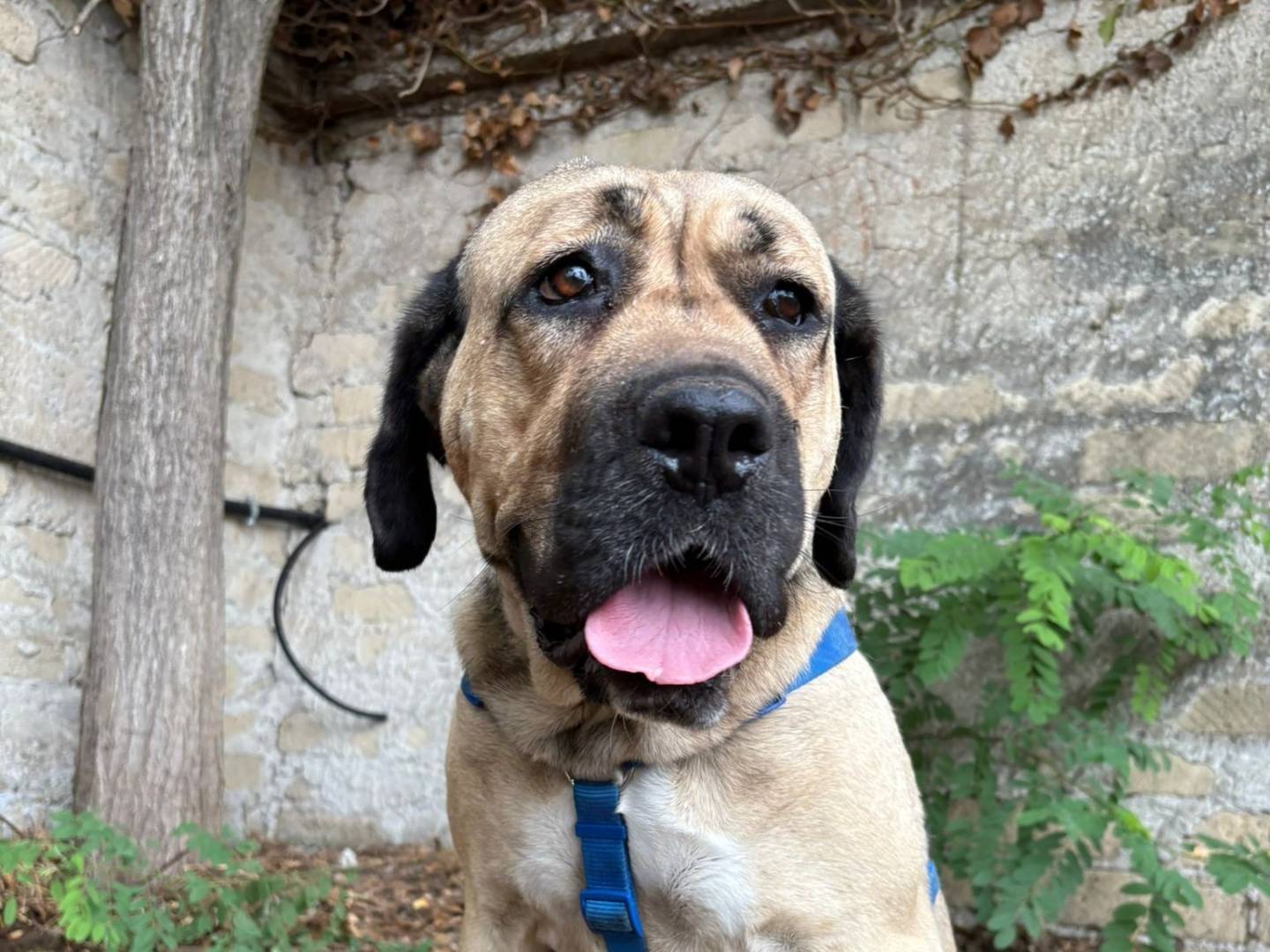 Adotta un cane, taglia grande, femmina, Caserta