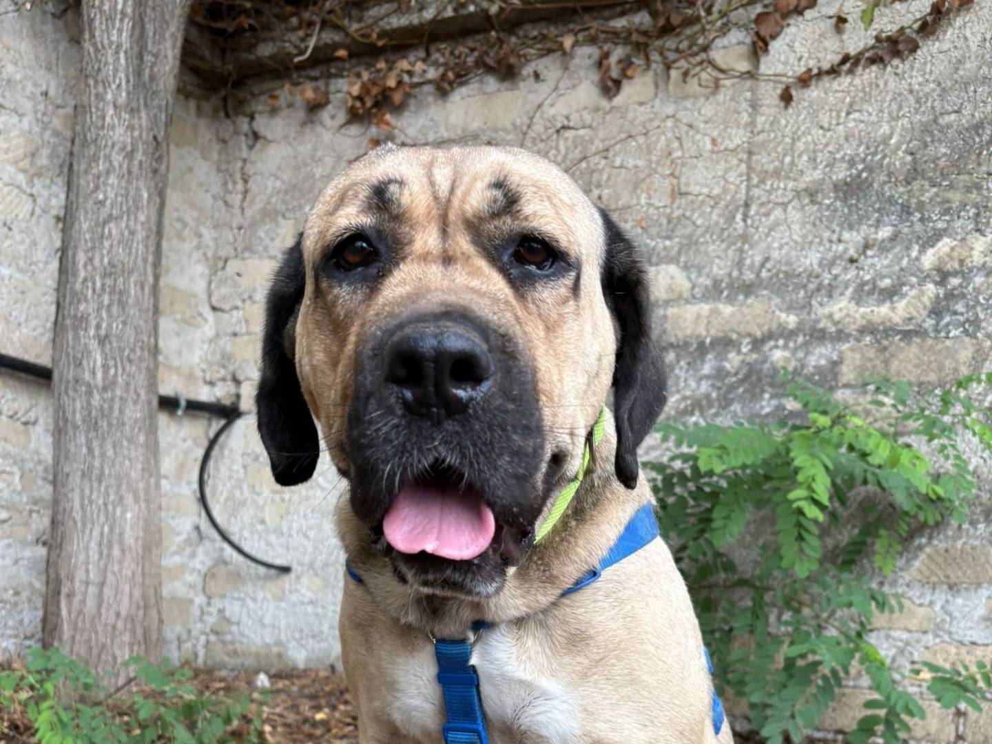 Vuoi adottare un cane a Caserta?