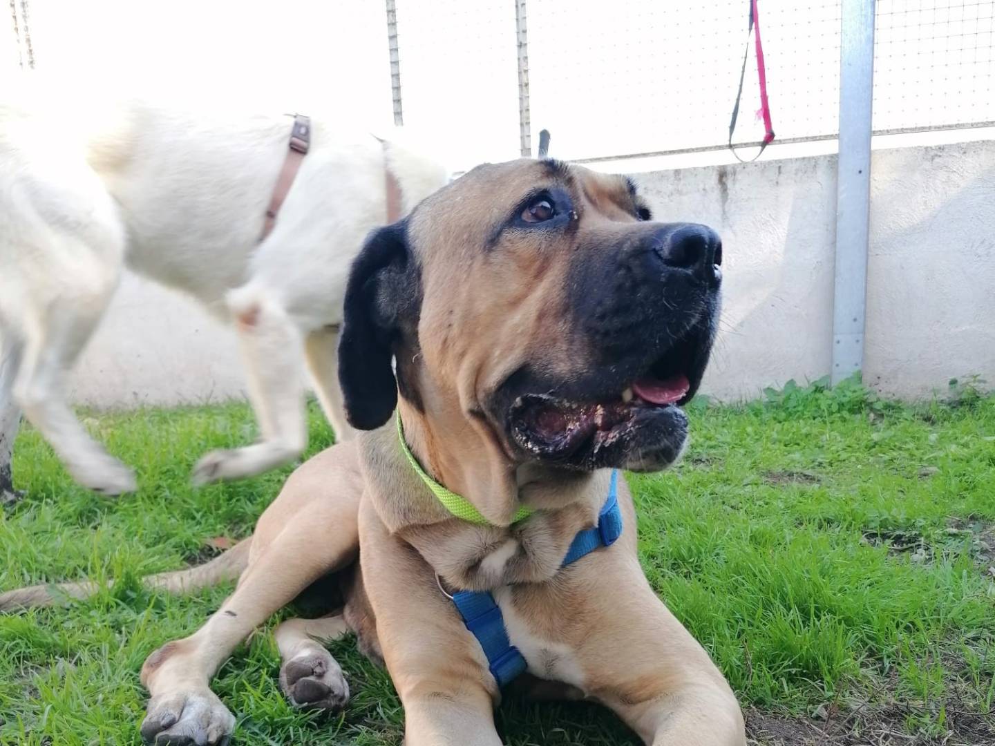 Adotta il cane ATHENA a Caserta