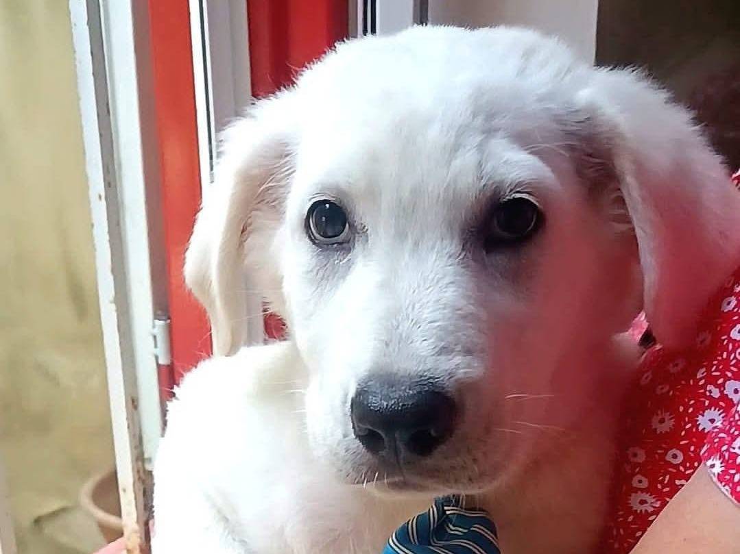 Adozione cane, maschio, Razza sconosciuta Razza sconosciuta, 4 mesi, taglia media, Crotone