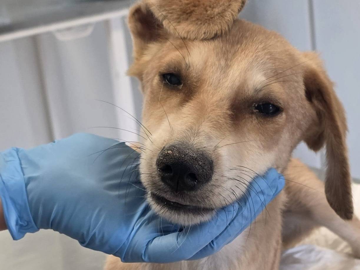 Adozione cane, maschio, Razza sconosciuta Razza sconosciuta, 4 mesi, taglia media, Crotone