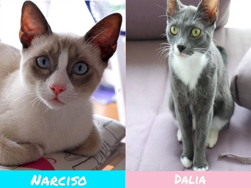 Adozione gatto, maschio, Razza sconosciuta Razza sconosciuta, 8 mesi, taglia non valida, Torino