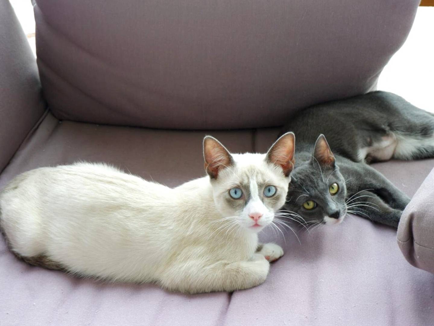 Adotta un gatto, maschio, 8 mesi, Torino