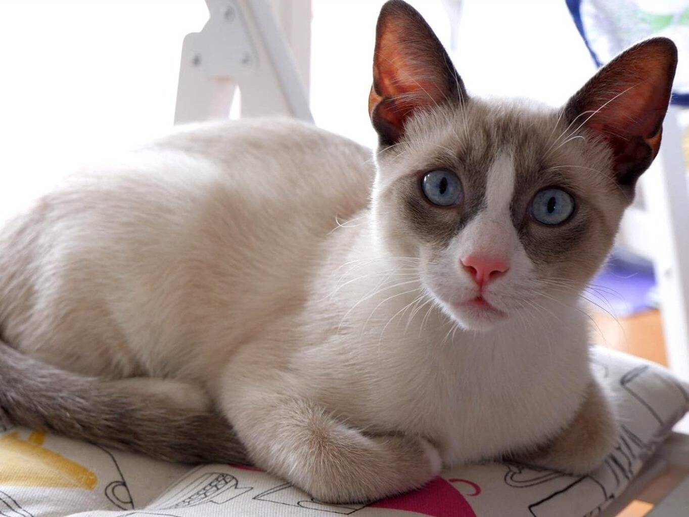 Adotta un gatto, taglia non valida, maschio, Torino