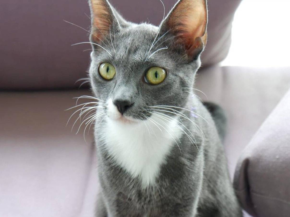 Vuoi adottare un gatto a Torino?