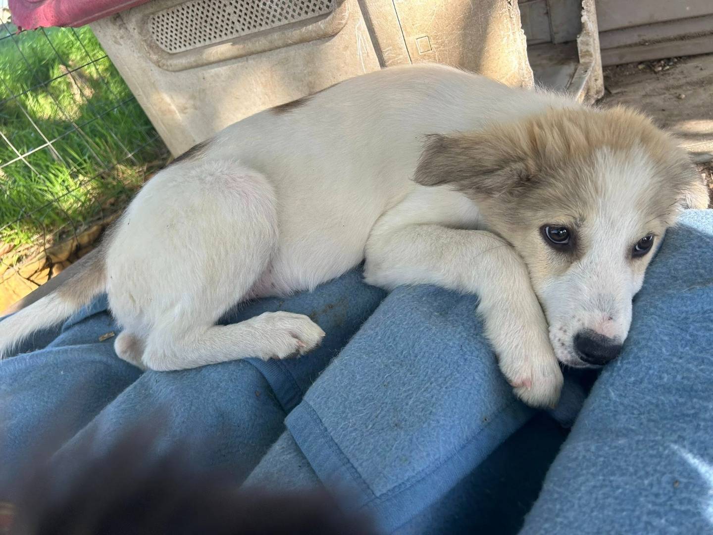 Adozione cane, maschio, Razza sconosciuta Razza sconosciuta, 4 mesi, taglia media, Matera