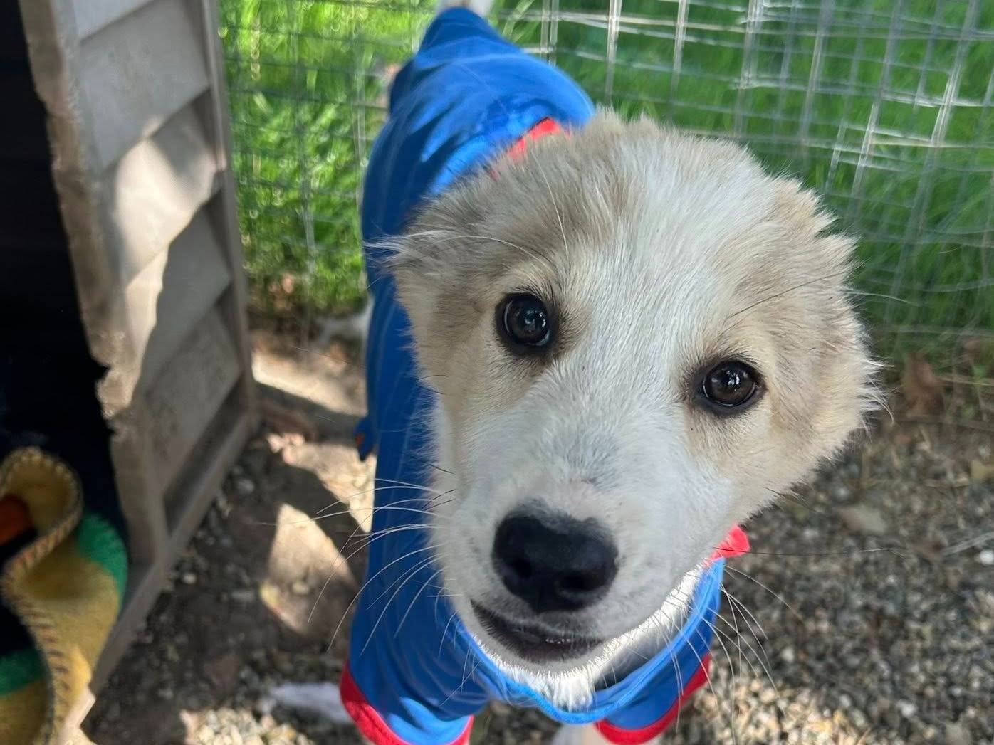 Adotta un cane, maschio, 4 mesi, Matera