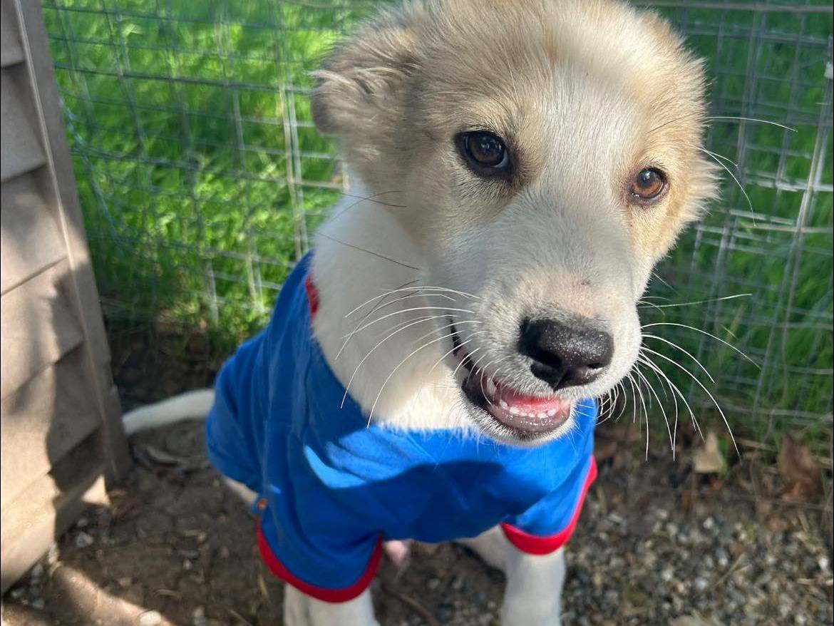 Adotta un cane, taglia media, maschio, Matera