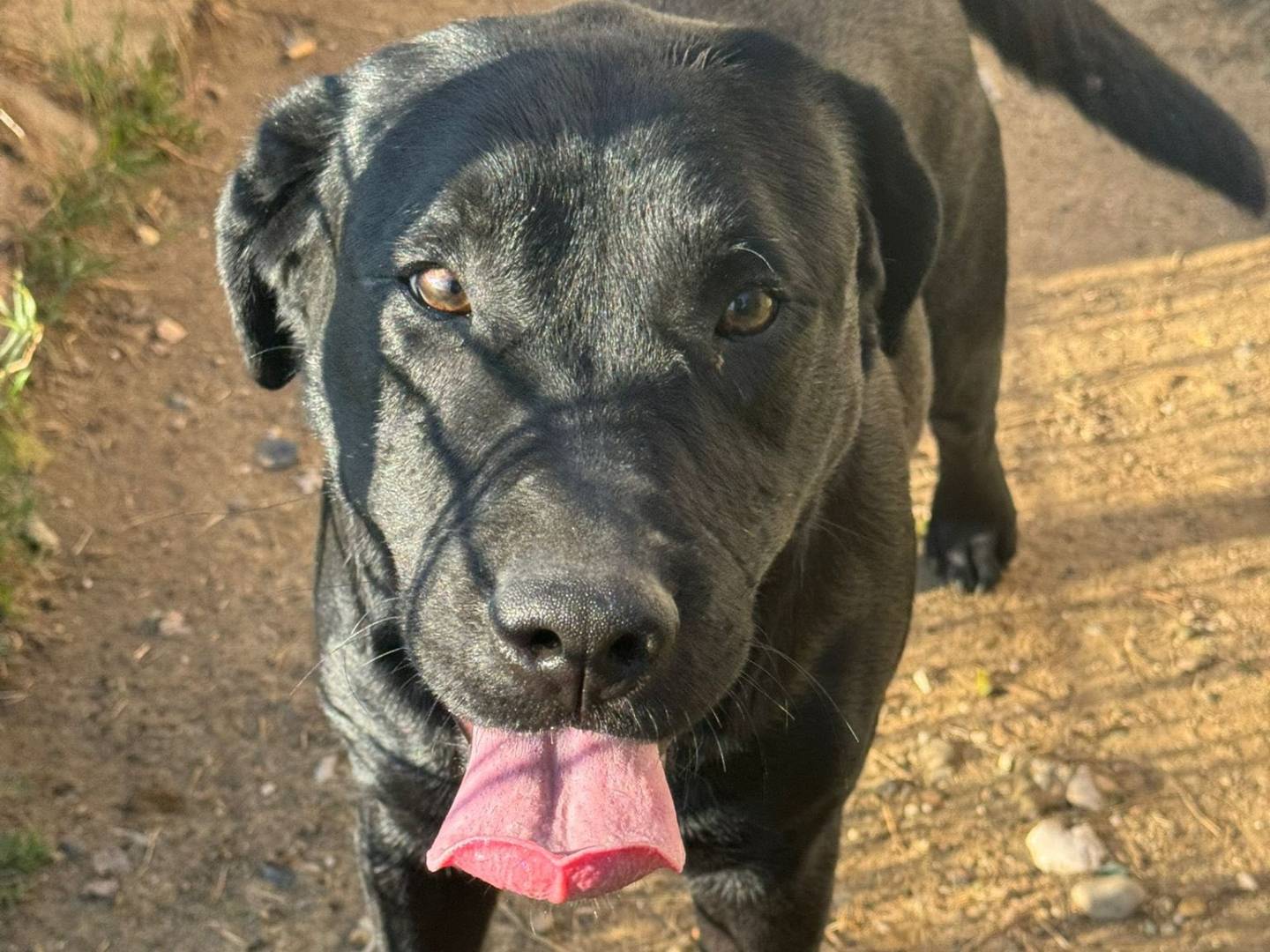 Adozione cane, maschio, Labrador Retriever Razza sconosciuta, 8 mesi, taglia grande, Matera