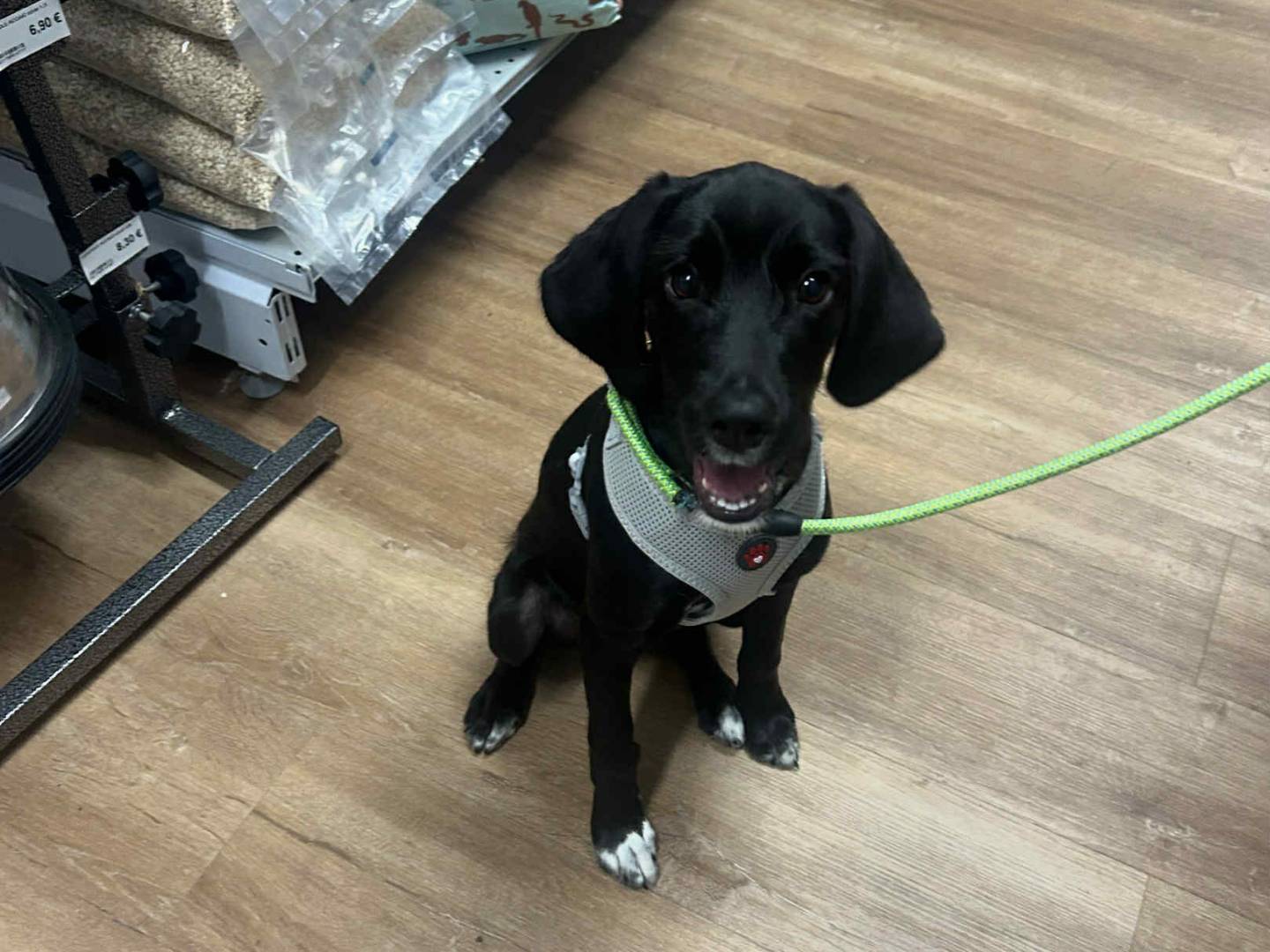 Adozione cane, femmina, Segugio Razza sconosciuta, 5 mesi, taglia media, Matera