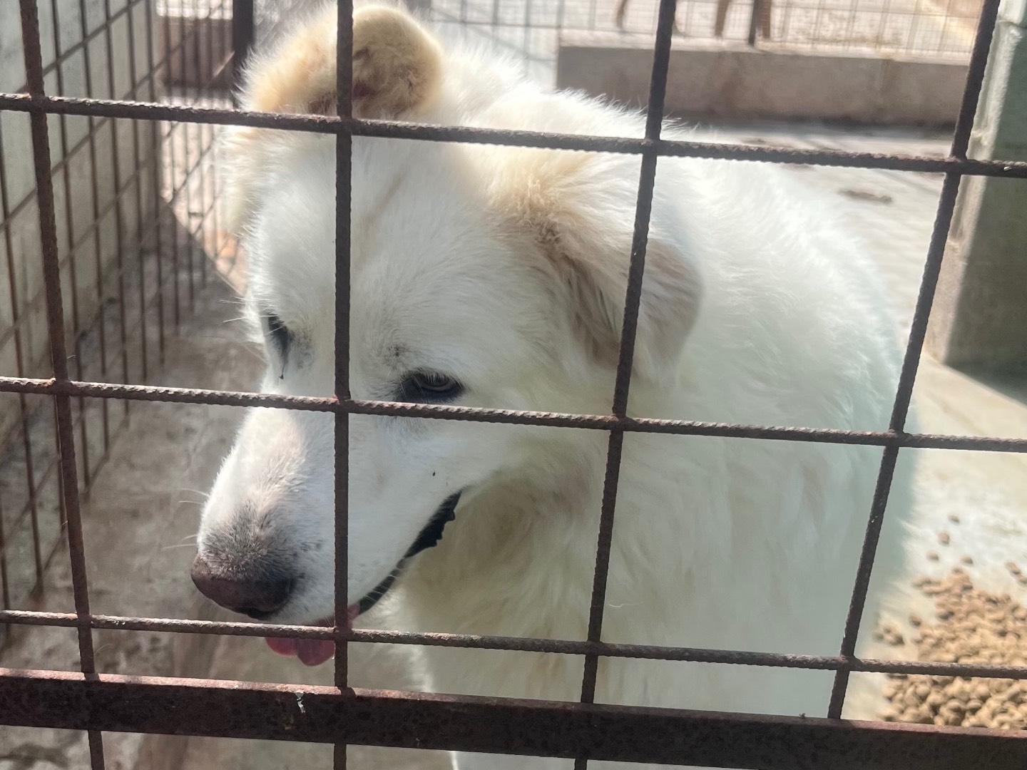 Adozione cane, maschio, Razza sconosciuta Razza sconosciuta, 6 anni e 8 mesi, taglia gigante, Siracusa