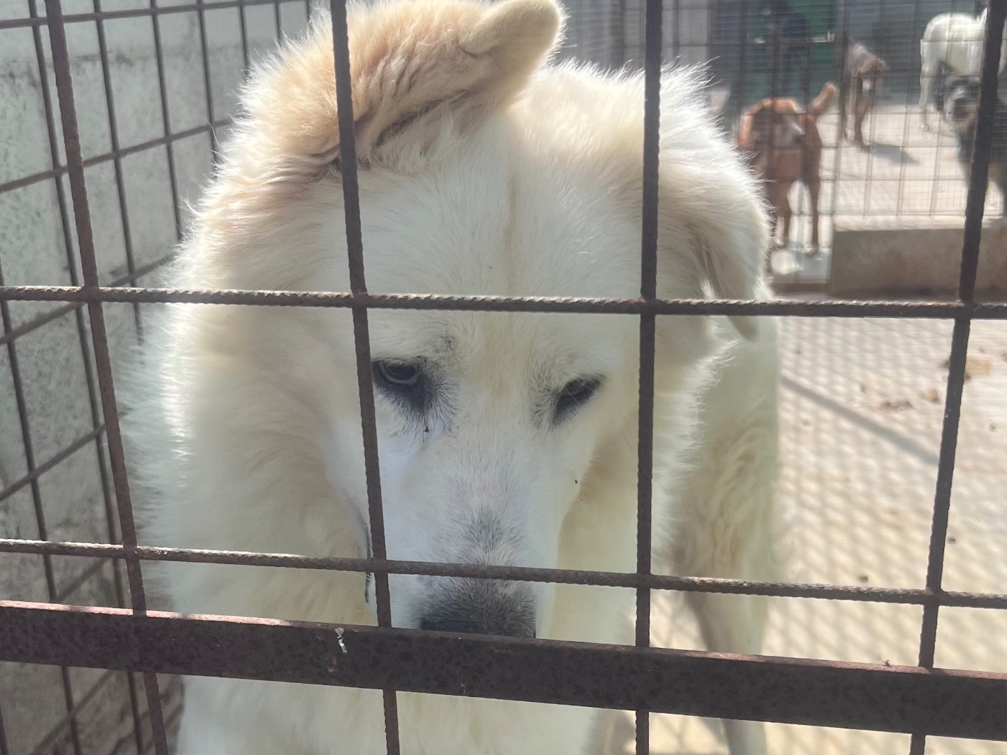 Adotta un cane, maschio, 6 anni e 8 mesi, Siracusa