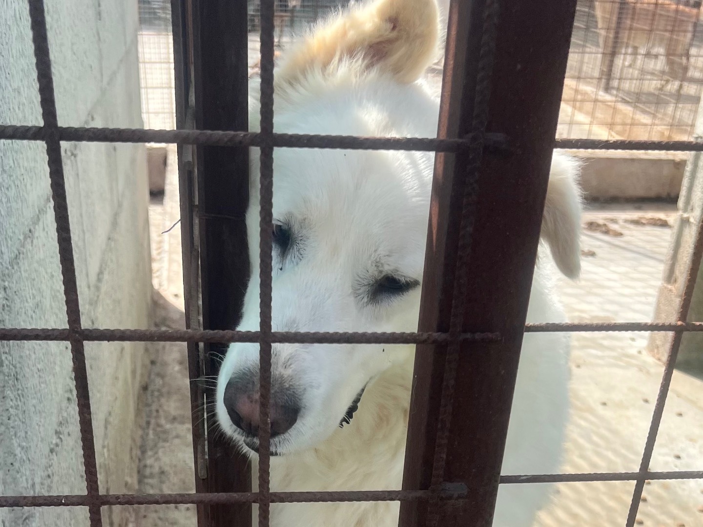 Vuoi adottare un cane a Siracusa?