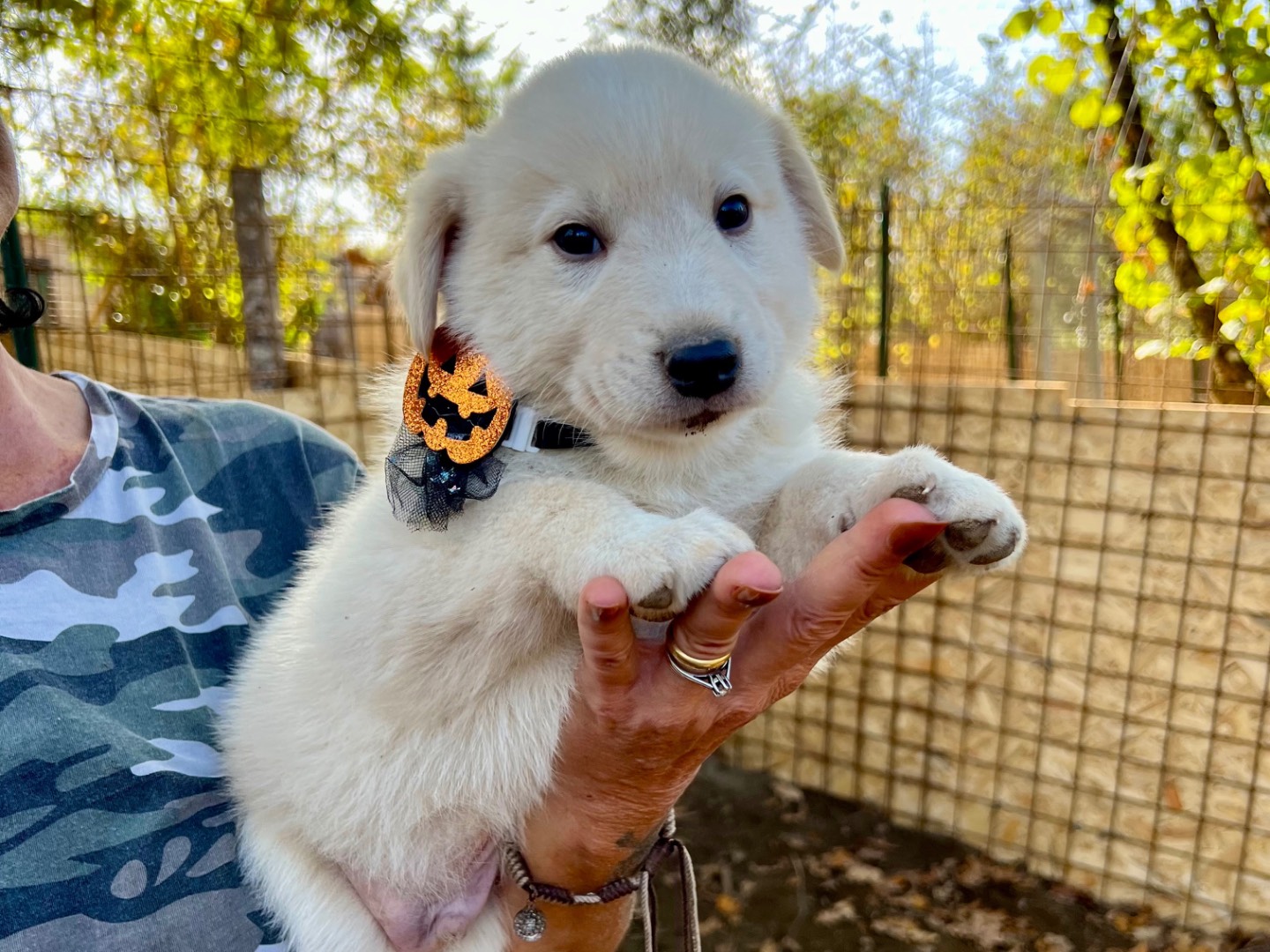 Adozione cane, maschio, Siberian Husky Razza sconosciuta, 2 mesi, taglia media, Roma