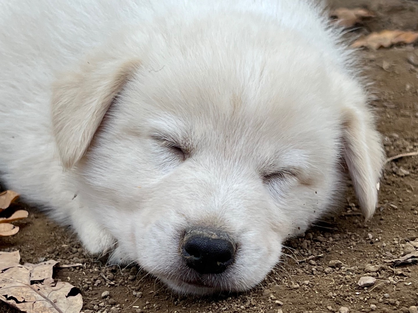 Adotta un cane, maschio, 2 mesi, Roma