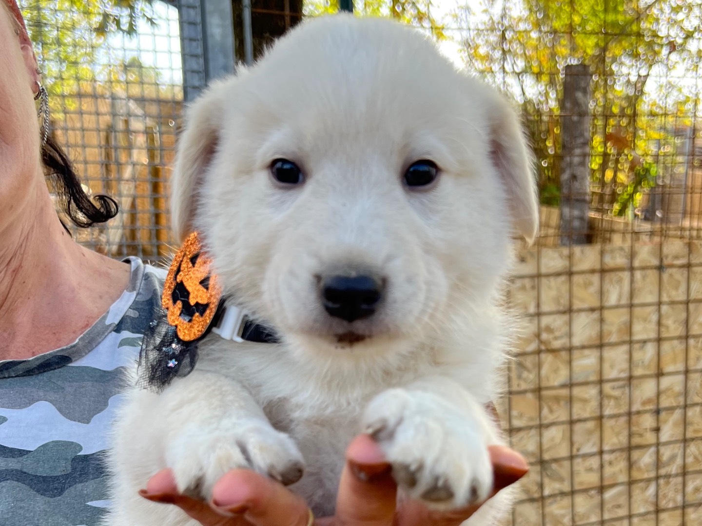 Adotta un cane, taglia media, maschio, Roma