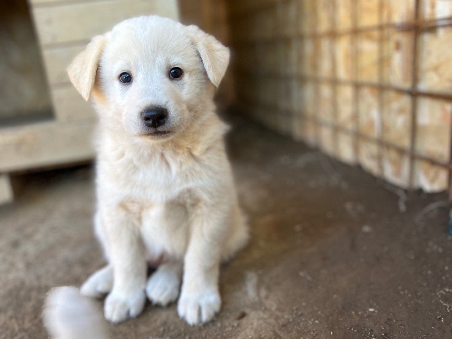 Vuoi adottare un cane a Roma?