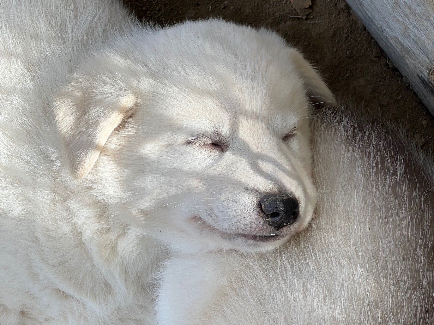 Adotta il cane Boo a Roma