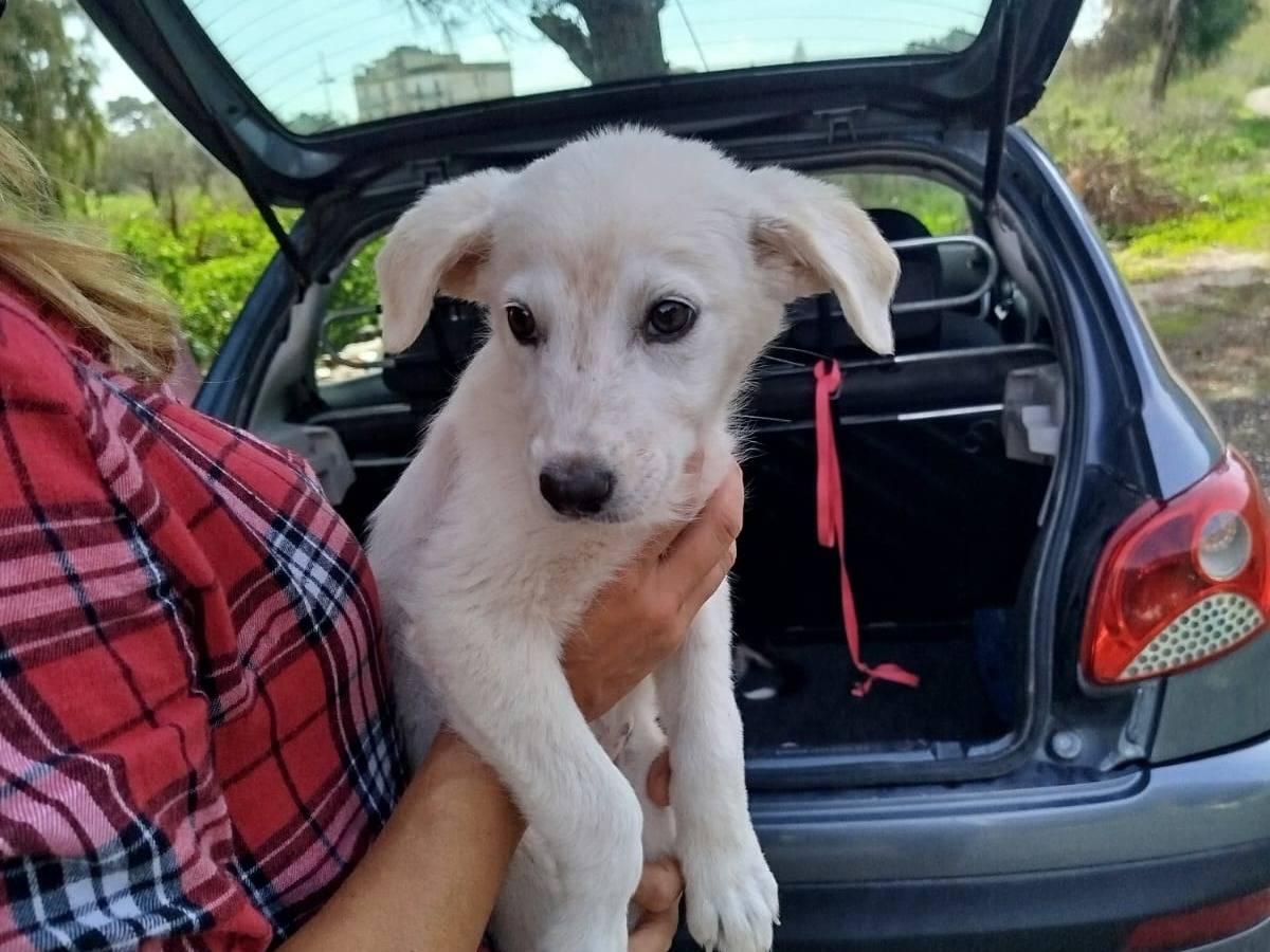 Adotta un cane, taglia media, femmina, Agrigento