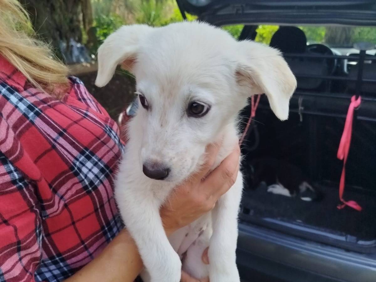 Vuoi adottare un cane a Agrigento?