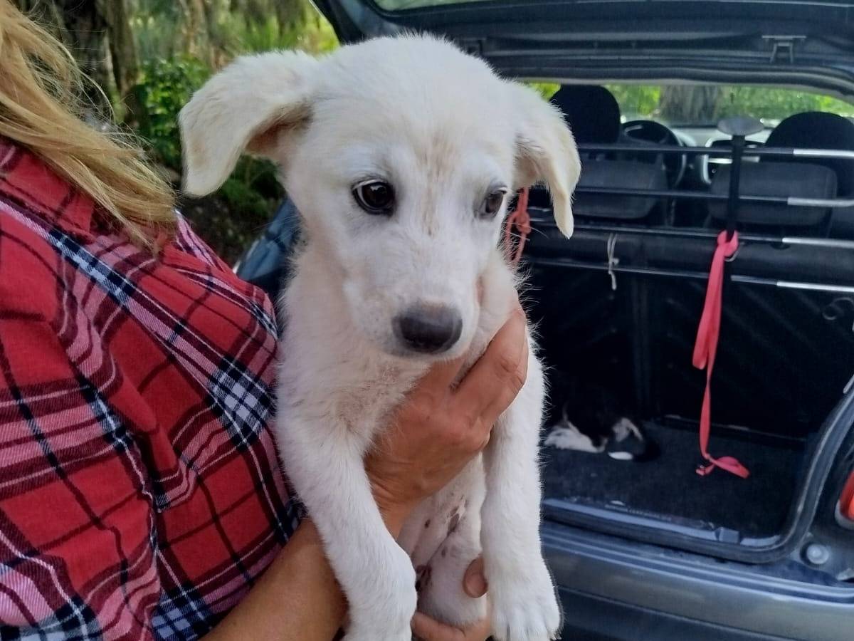 Adotta il cane SARA a Agrigento