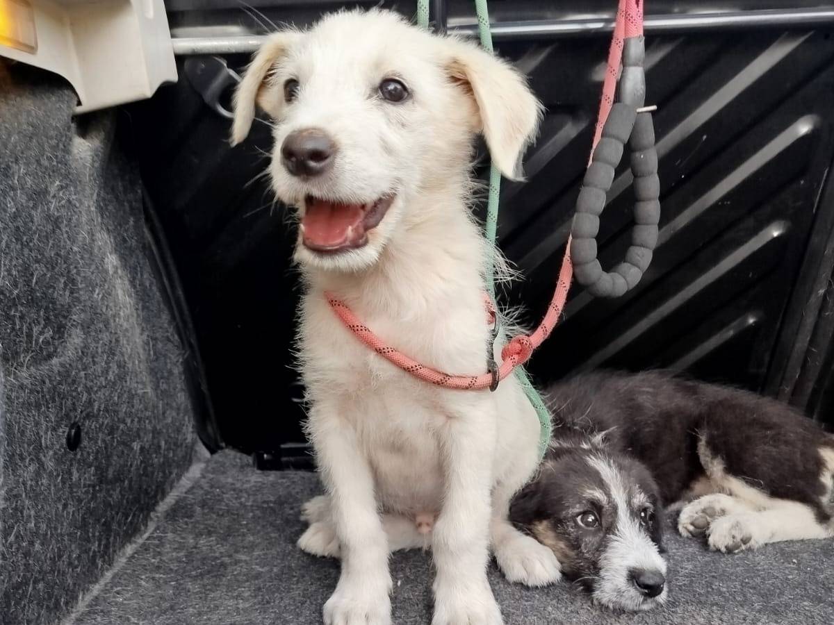 Adozione cane, maschio, Razza sconosciuta Razza sconosciuta, 3 mesi, taglia media, Agrigento