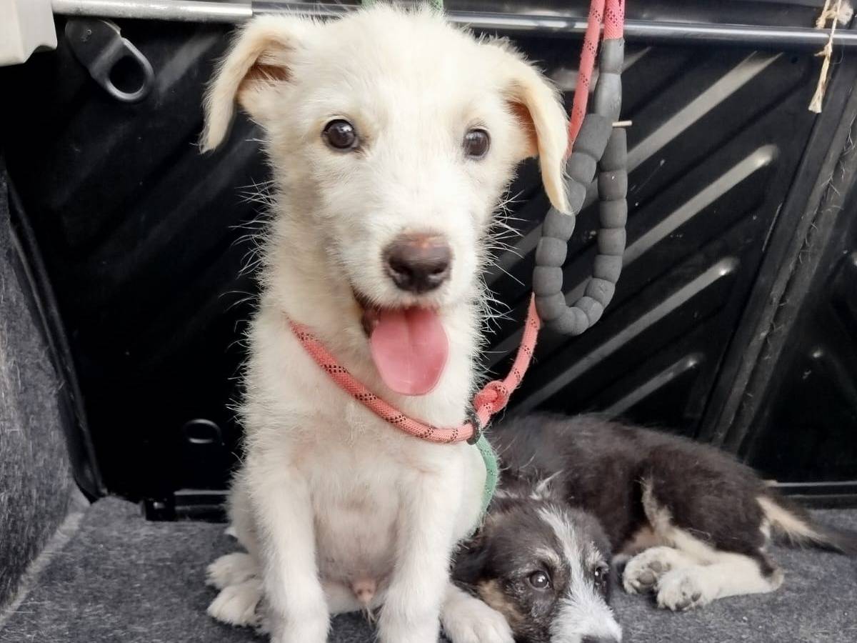 Adotta un cane, maschio, 3 mesi, Agrigento