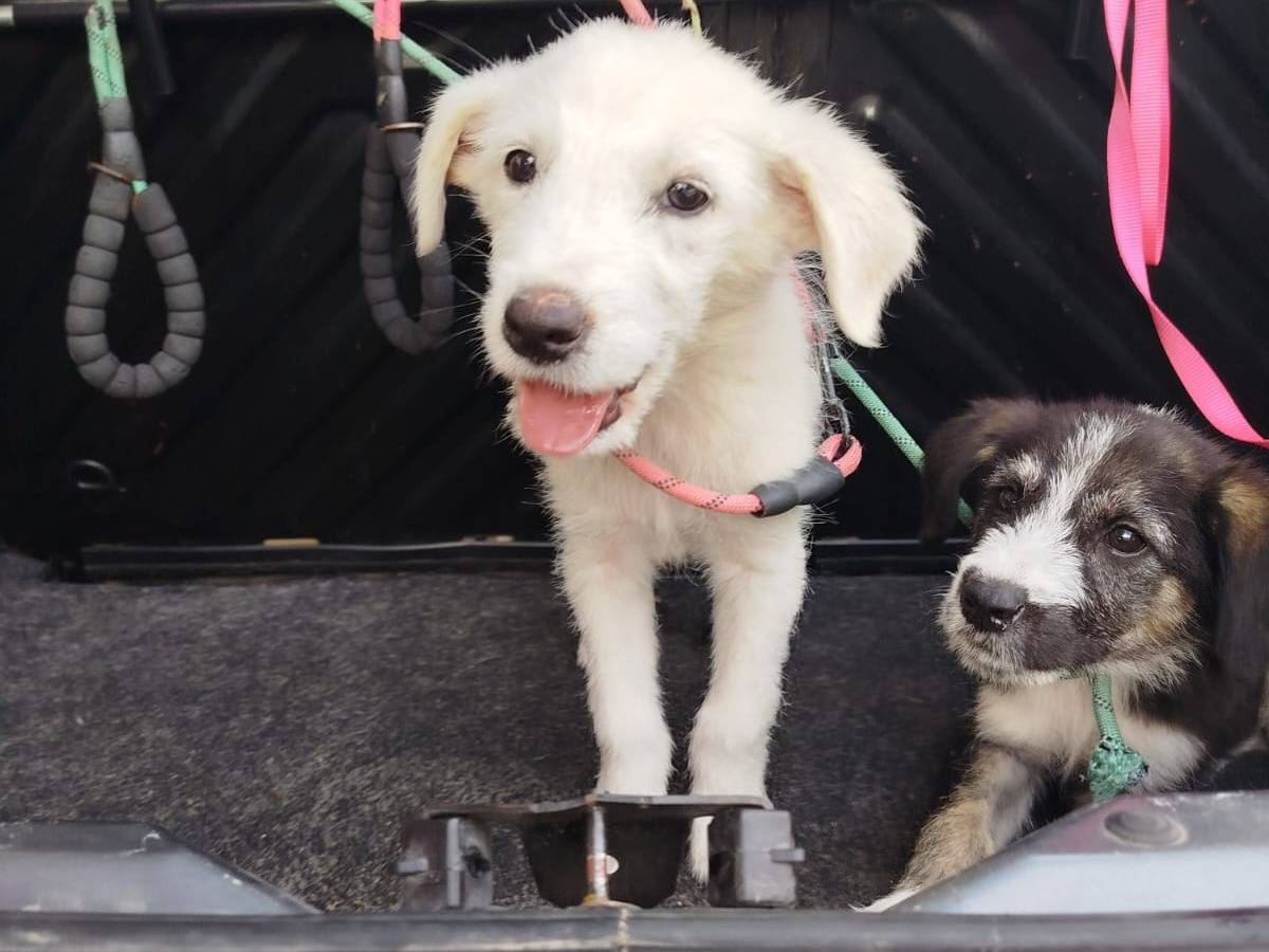 Adotta un cane, taglia media, maschio, Agrigento