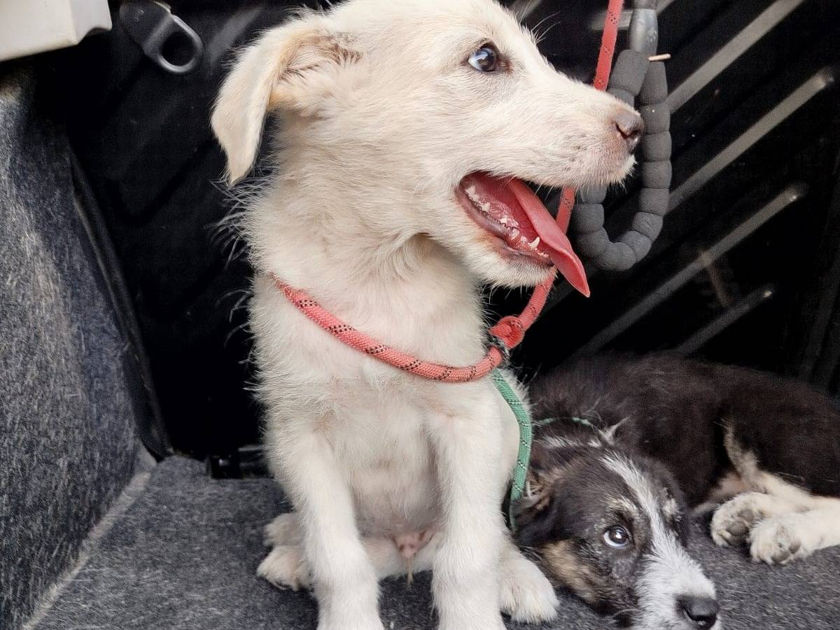 Vuoi adottare un cane a Agrigento?