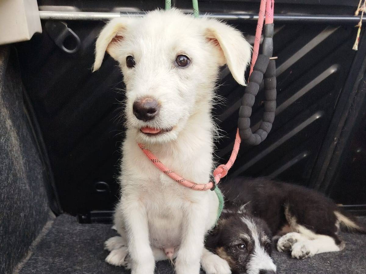 Adotta il cane GINO a Agrigento