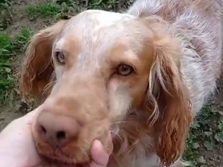 Adotta un cane, taglia media contenuta, maschio, Viterbo