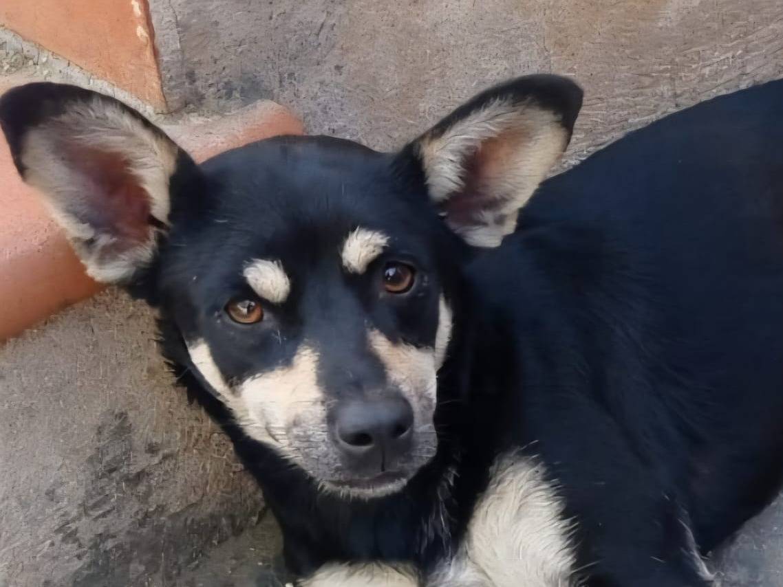 Adozione cane, maschio, Razza sconosciuta Razza sconosciuta, 2 anni e 2 mesi, taglia media contenuta, Crotone