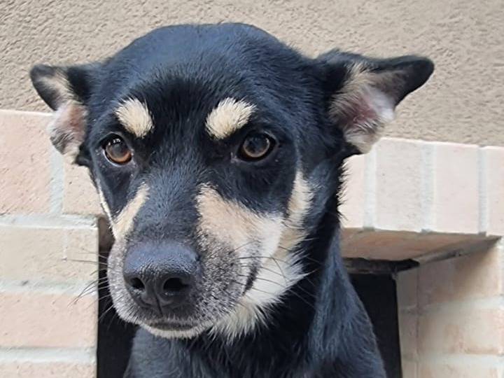 Adotta un cane, maschio, 2 anni e 2 mesi, Crotone