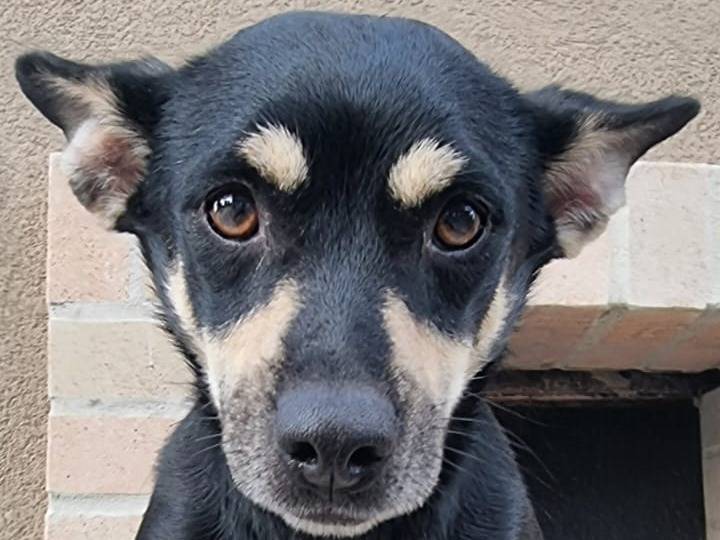 Adotta un cane, taglia media contenuta, maschio, Crotone