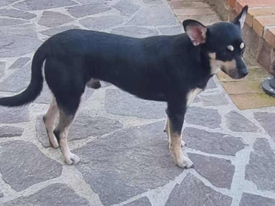 Vuoi adottare un cane a Crotone?