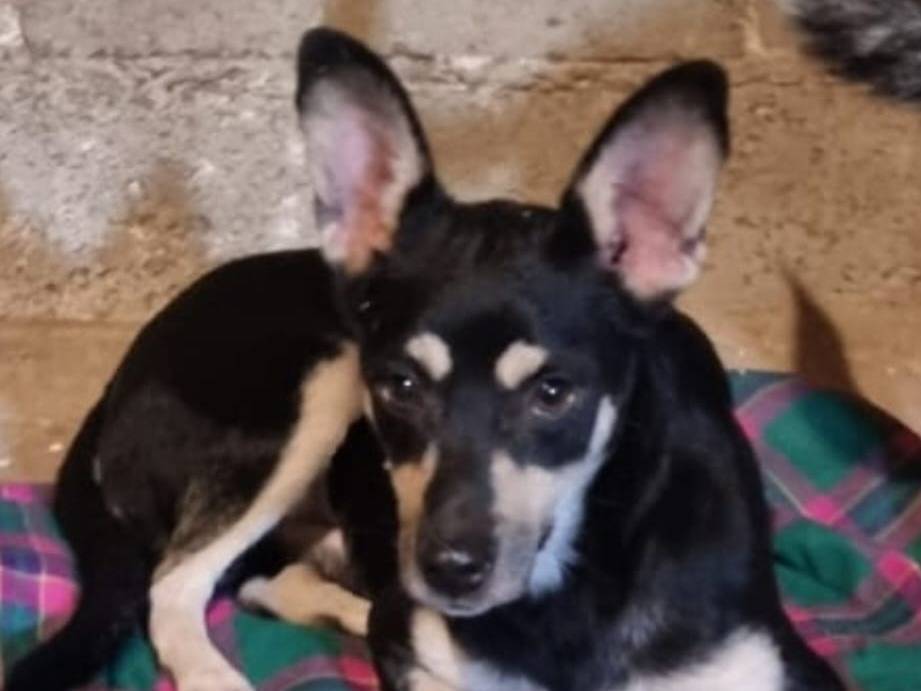 Adotta il cane Miele a Crotone