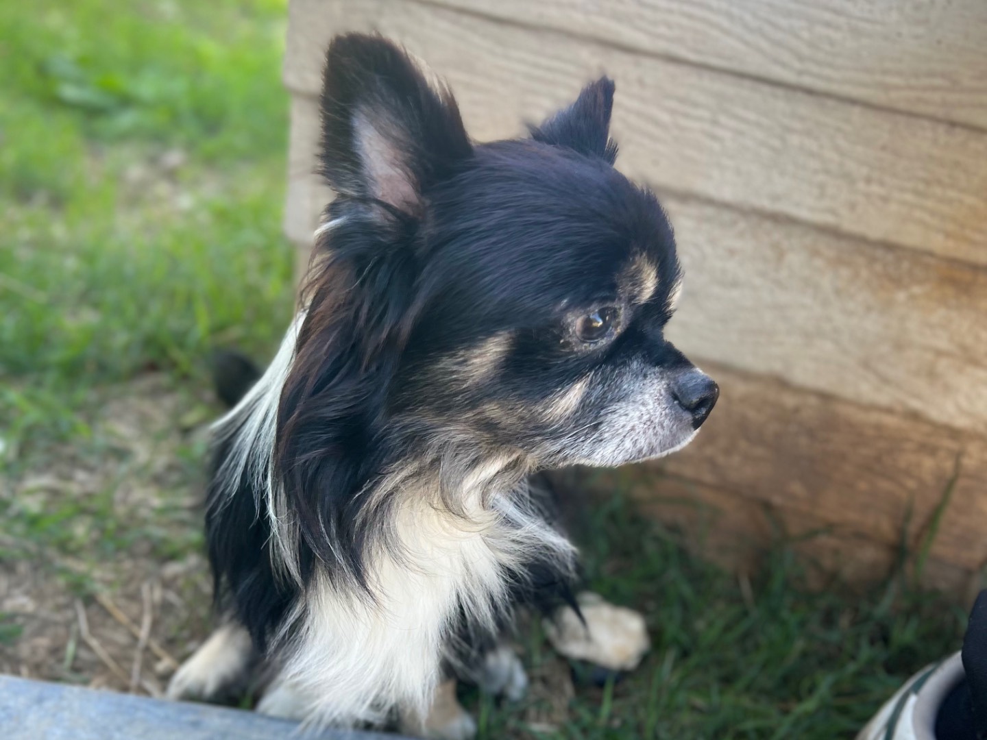 Adozione cane, maschio, Chihuahua Razza sconosciuta, 3 anni e 8 mesi, taglia piccola, Siracusa