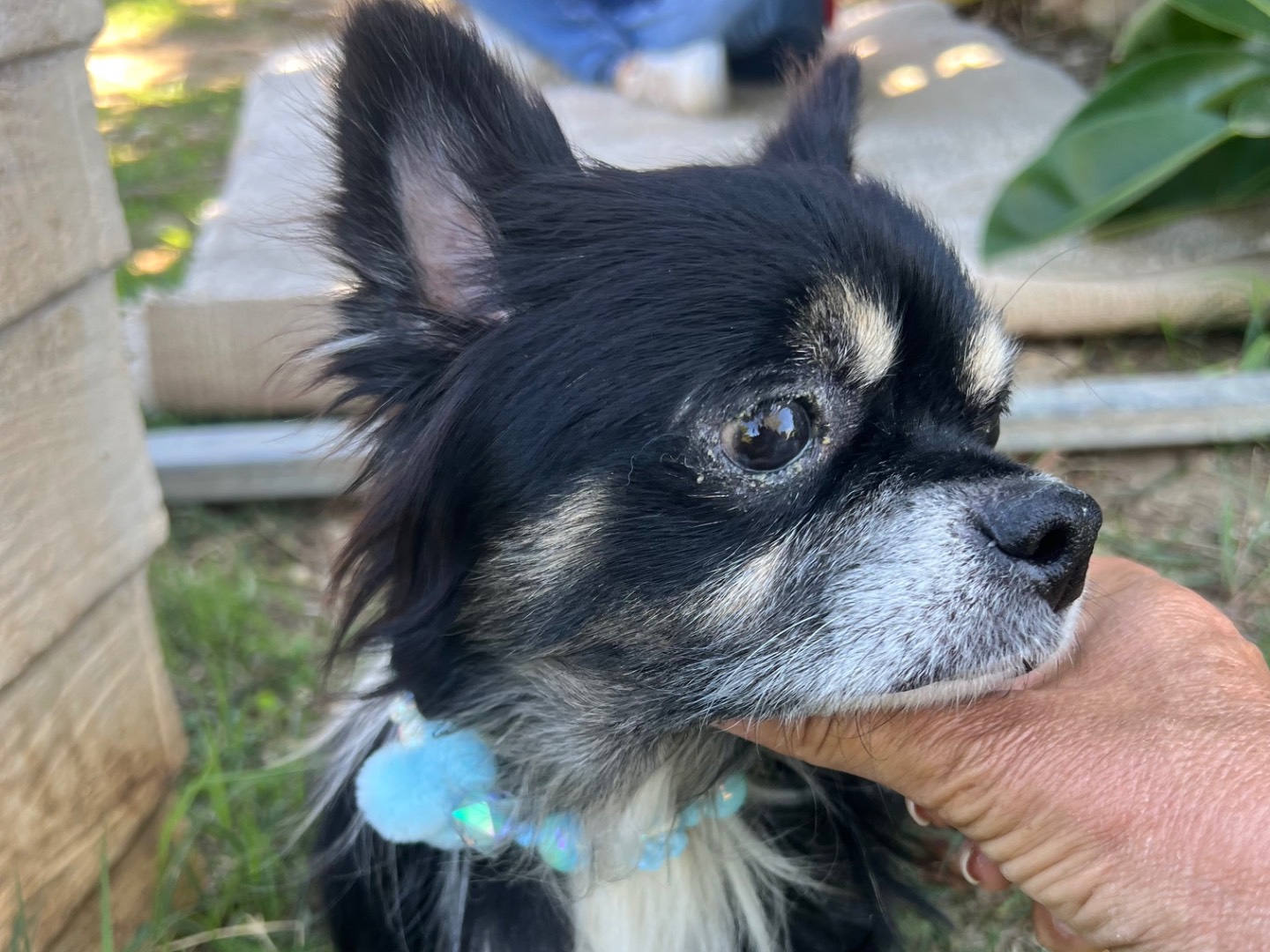 Adotta un cane, taglia piccola, maschio, Siracusa