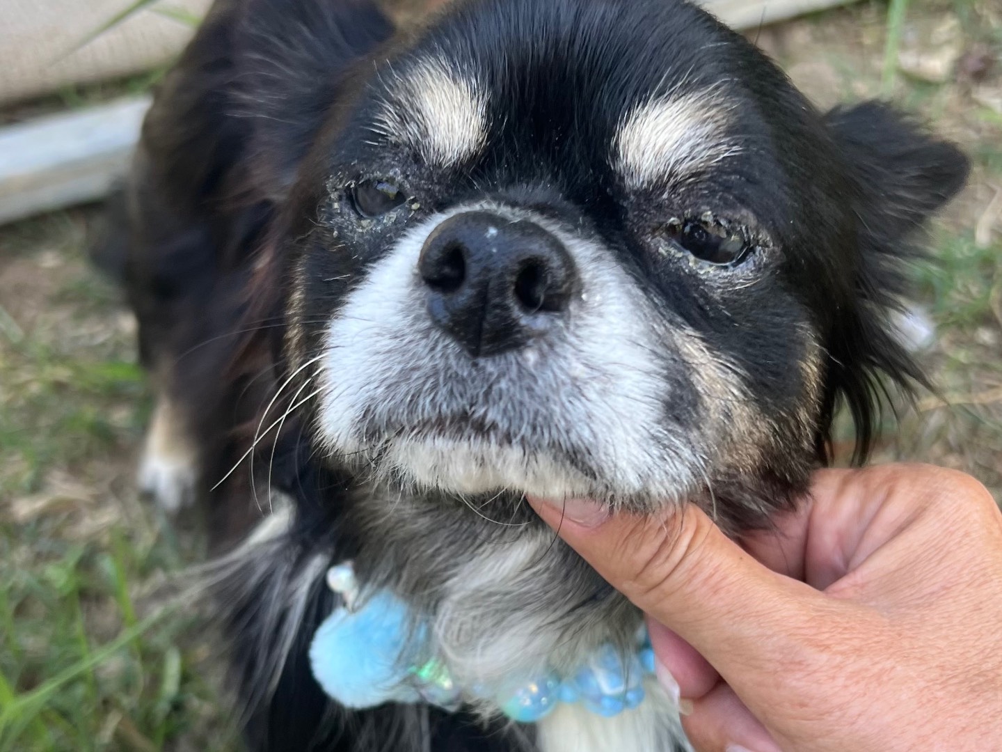 Vuoi adottare un cane a Siracusa?