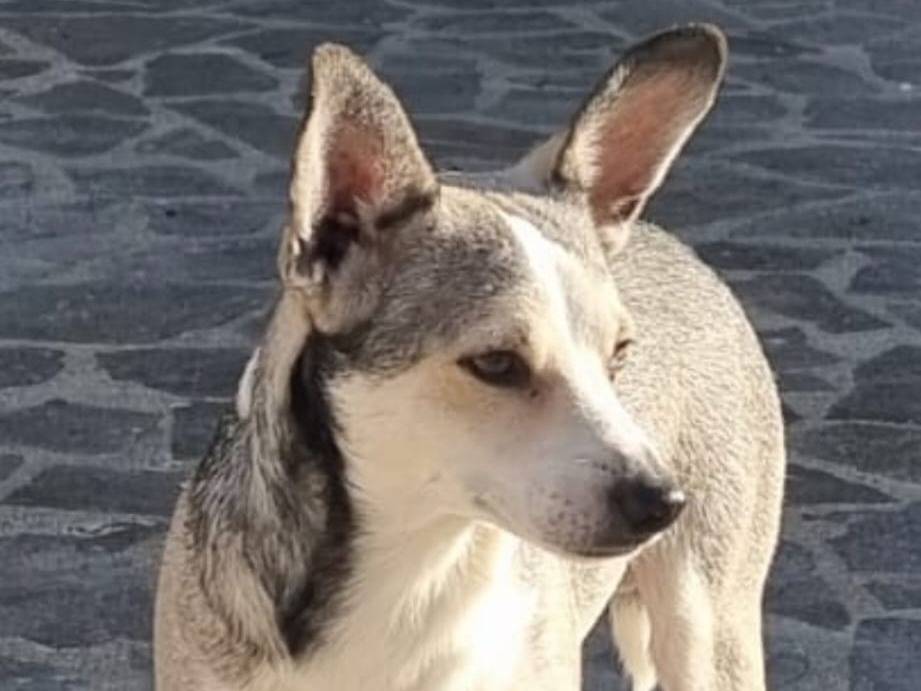 Adozione cane, maschio, Razza sconosciuta Razza sconosciuta, 2 anni e 2 mesi, taglia media contenuta, Crotone