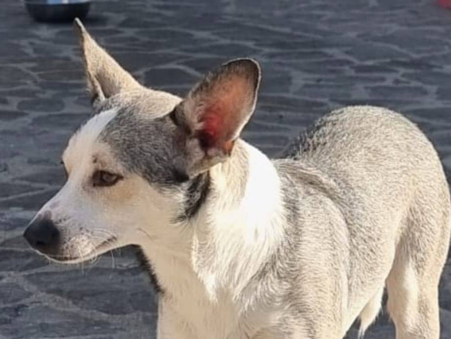 Adotta un cane, maschio, 2 anni e 2 mesi, Crotone