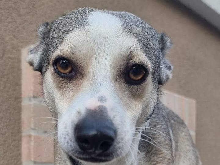 Adotta un cane, taglia media contenuta, maschio, Crotone