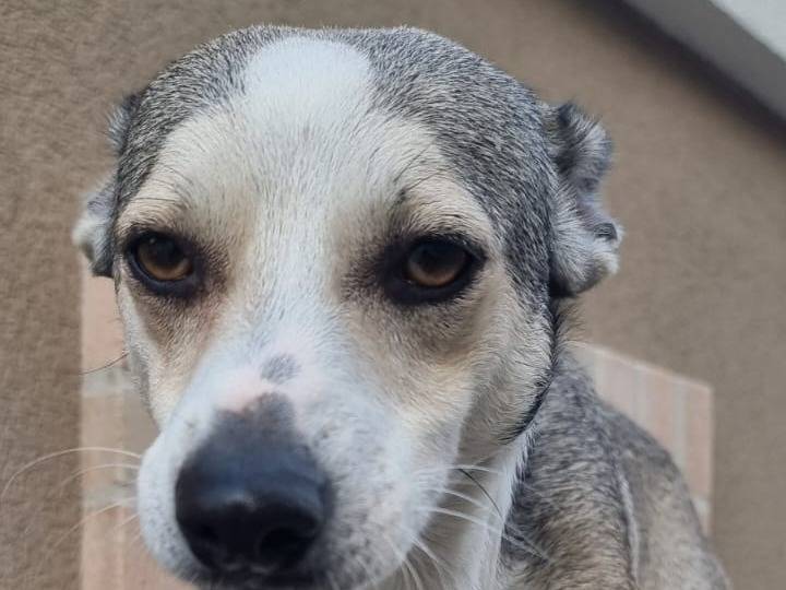 Vuoi adottare un cane a Crotone?